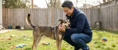 What Is the 3-3-3 Rule for Rescue Dogs?