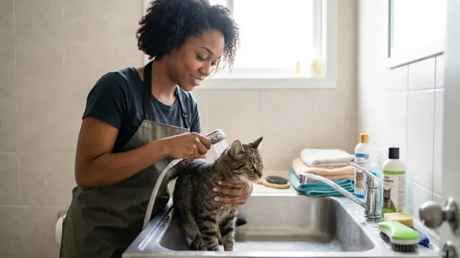 Do indoor cats need baths?