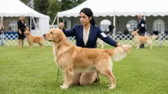 How to Stack Your Dog for Conformation Showing