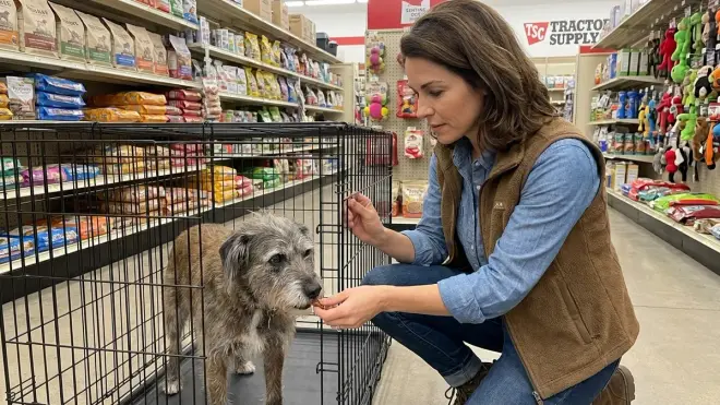 Can I crate train an older dog who's never been crated?